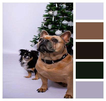 French Bulldog Merry Christmas Dogs Image